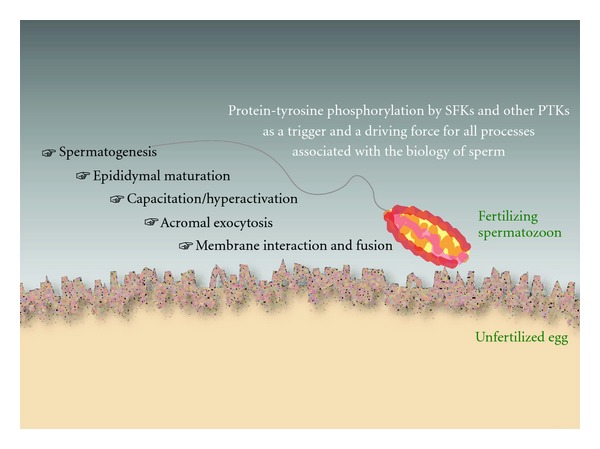 Protein-tyrosine kinase signaling in the biological functions associated with sperm.