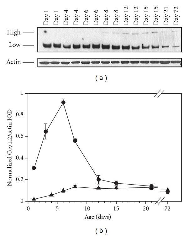 Levels of Ca(V)1.2 L-Type Ca(2+) Channels Peak in the First Two Weeks in Rat Hippocampus Whereas Ca(V)1.3 Channels Steadily Increase through Development.