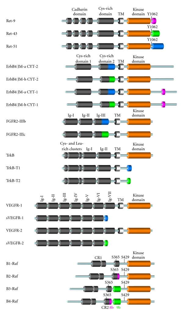 Alternative splicing in oncogenic kinases: from physiological functions to cancer.