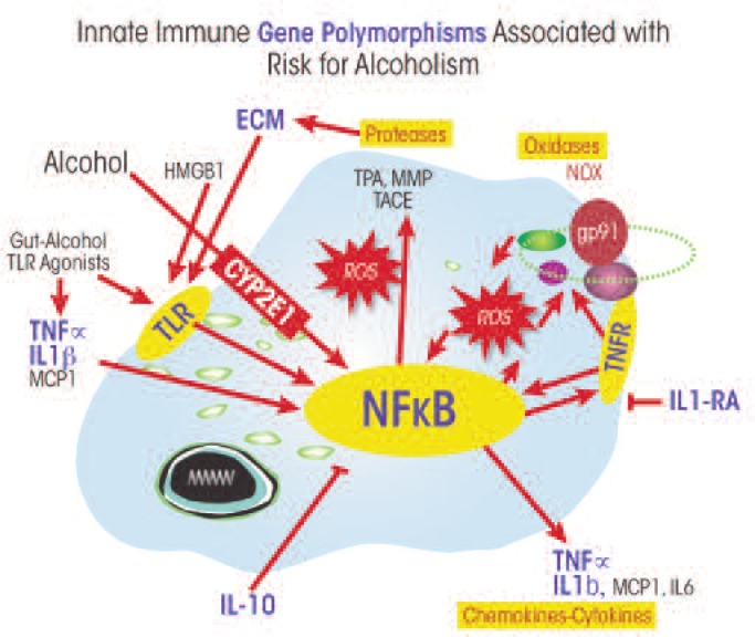 Immune function genes, genetics, and the neurobiology of addiction.