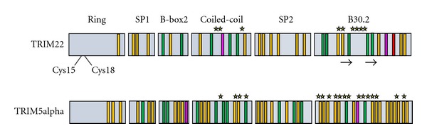 TRIM22: A Diverse and Dynamic Antiviral Protein.