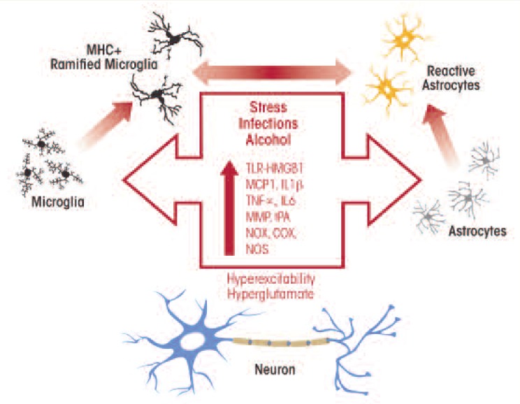 Immune function genes, genetics, and the neurobiology of addiction.