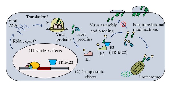 TRIM22: A Diverse and Dynamic Antiviral Protein.