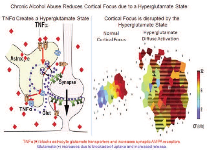 Immune function genes, genetics, and the neurobiology of addiction.