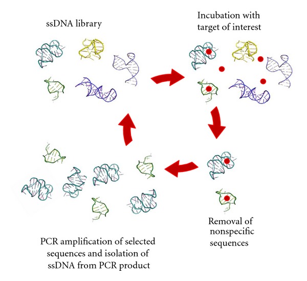 Challenges and opportunities for small molecule aptamer development.