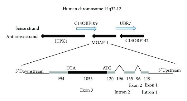 Modulator of Apoptosis 1: A Highly Regulated RASSF1A-Interacting BH3-Like Protein.