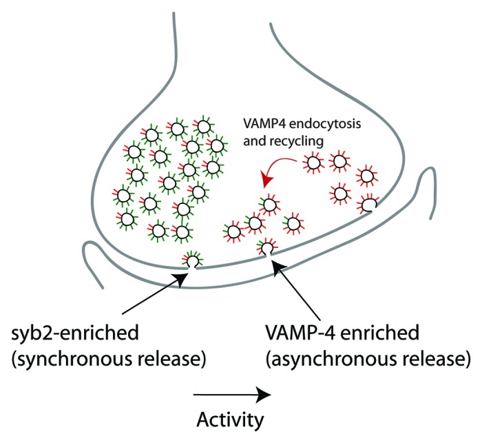 The role of non-canonical SNAREs in synaptic vesicle recycling.