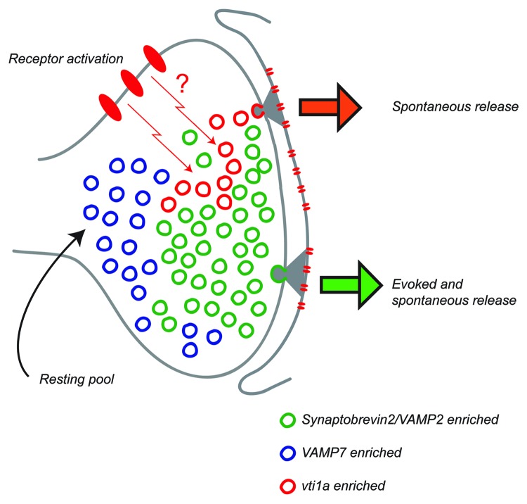 The role of non-canonical SNAREs in synaptic vesicle recycling.