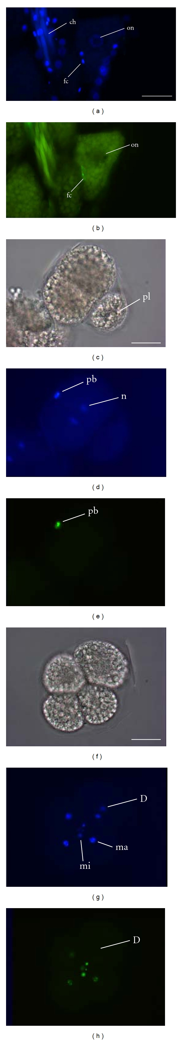 Ontogenetic survey of histone modifications in an annelid.