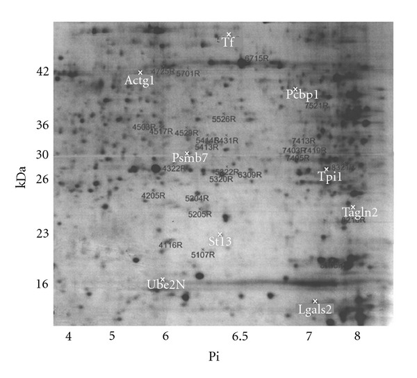 Ethanol exposure alters protein expression in a mouse model of fetal alcohol spectrum disorders.