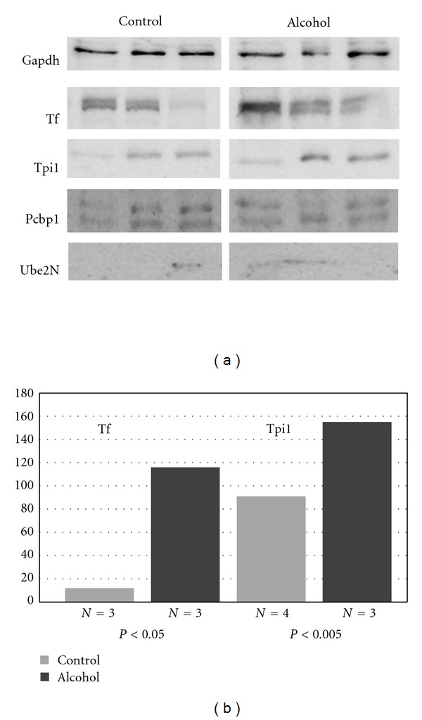 Ethanol exposure alters protein expression in a mouse model of fetal alcohol spectrum disorders.