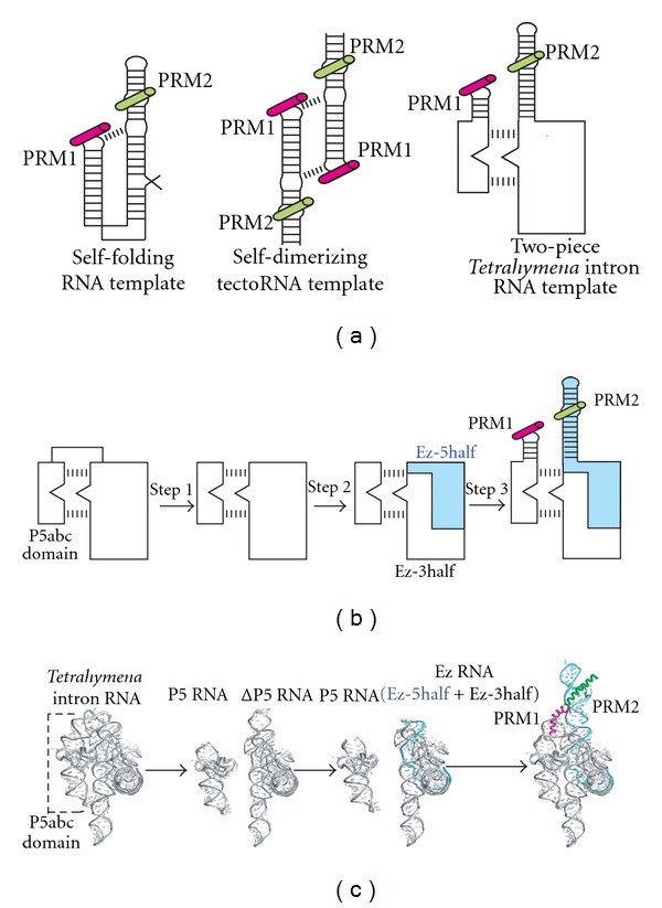 A two-piece derivative of a group I intron RNA as a platform for designing self-assembling RNA templates to promote Peptide ligation.