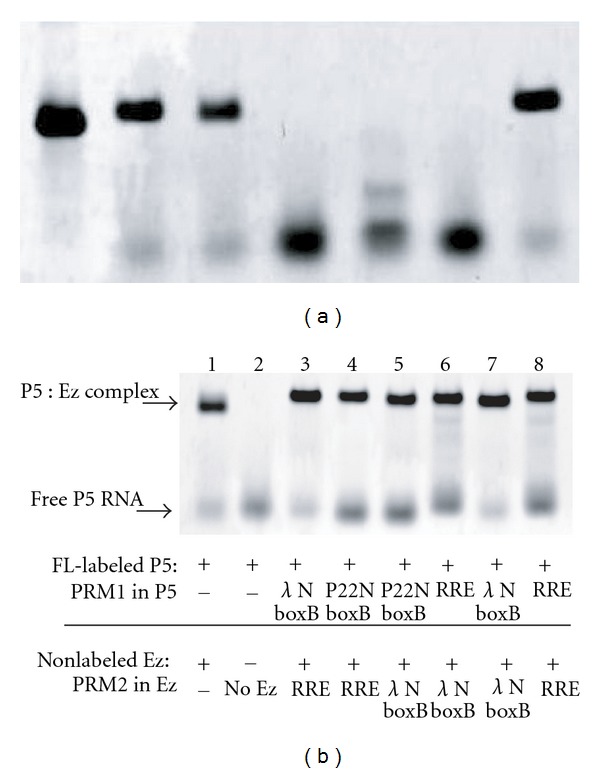 A two-piece derivative of a group I intron RNA as a platform for designing self-assembling RNA templates to promote Peptide ligation.