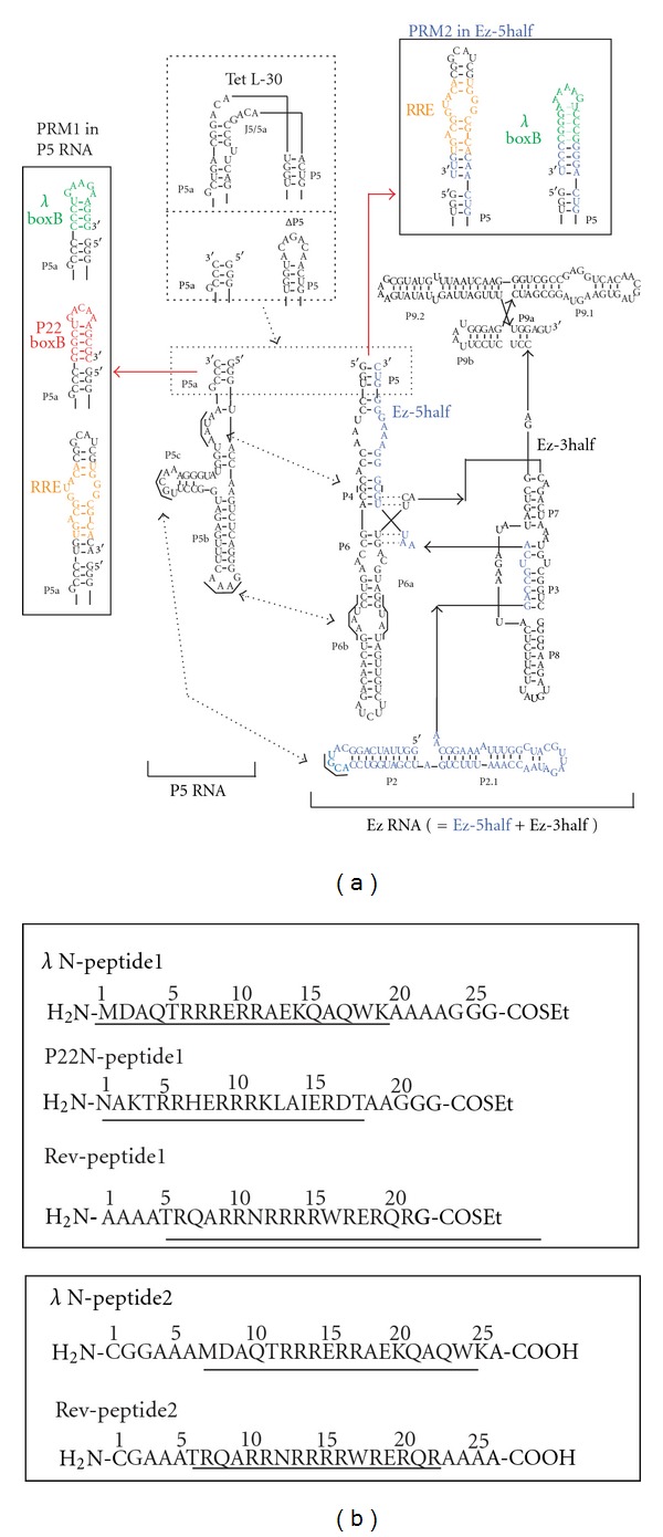 A two-piece derivative of a group I intron RNA as a platform for designing self-assembling RNA templates to promote Peptide ligation.