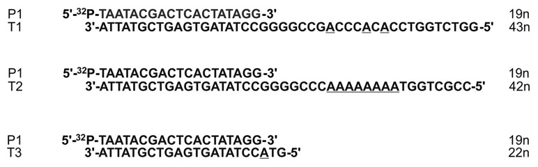 Enzymatic synthesis of DNA strands containing α-L-LNA (α-L-configured locked nucleic acid) thymine nucleotides.