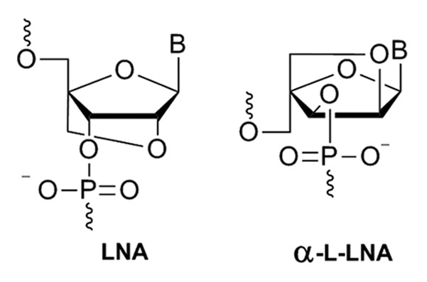 Enzymatic synthesis of DNA strands containing α-L-LNA (α-L-configured locked nucleic acid) thymine nucleotides.