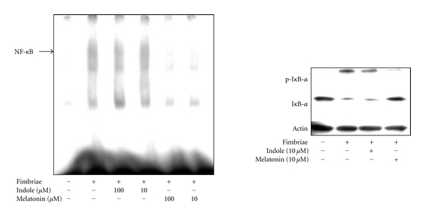 Porphyromonas gingivalis Fimbria-Induced Expression of Inflammatory Cytokines and Cyclooxygenase-2 in Mouse Macrophages and Its Inhibition by the Bioactive Compounds Fibronectin and Melatonin.