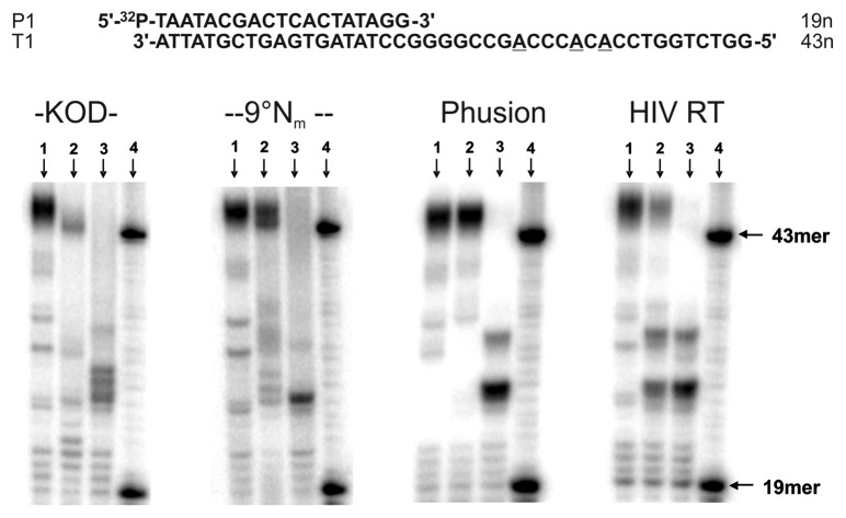 Enzymatic synthesis of DNA strands containing α-L-LNA (α-L-configured locked nucleic acid) thymine nucleotides.