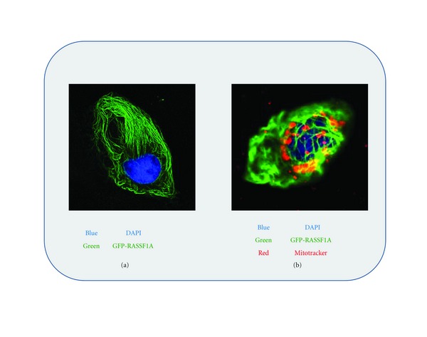 RASSF1 Polymorphisms in Cancer.