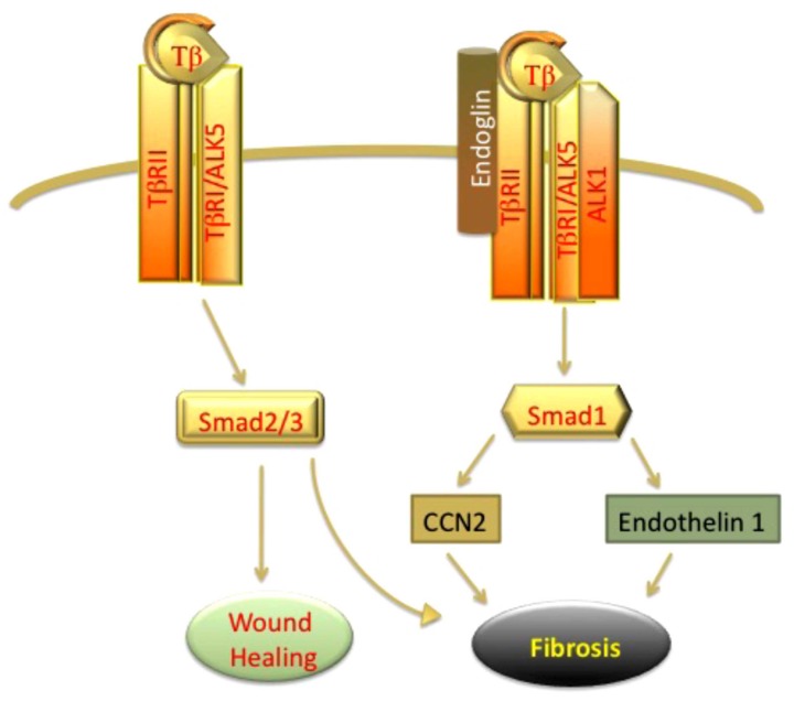 The Role of TGF-β Receptors in Fibrosis.
