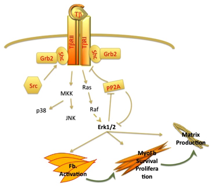 The Role of TGF-β Receptors in Fibrosis.
