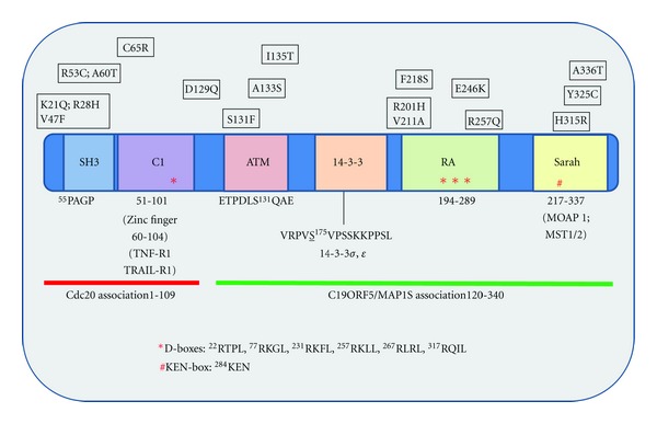 RASSF1 Polymorphisms in Cancer.