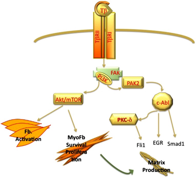 The Role of TGF-β Receptors in Fibrosis.