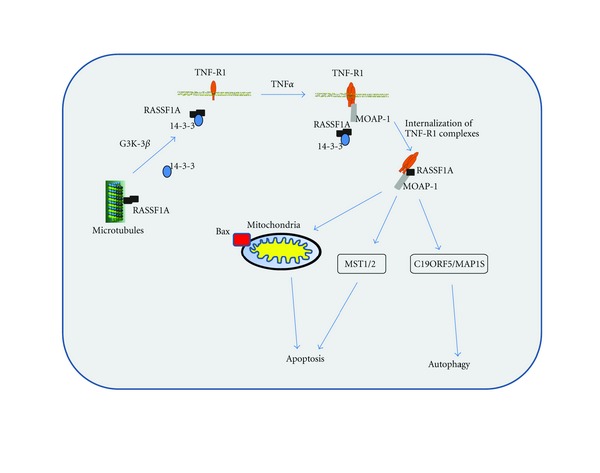 RASSF1 Polymorphisms in Cancer.