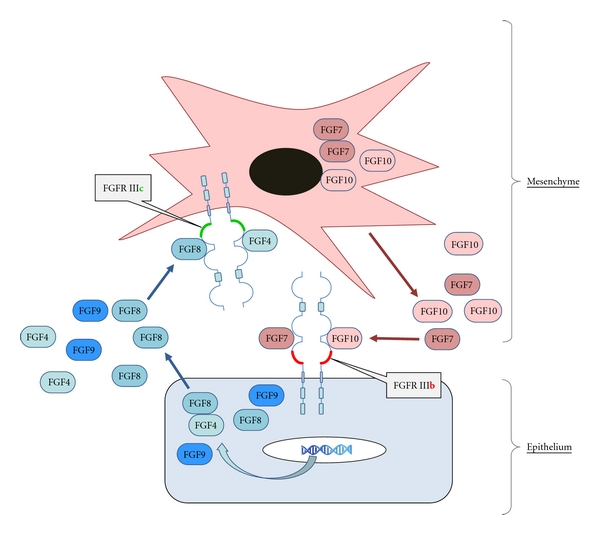 Alternative Splicing of Fibroblast Growth Factor Receptor IgIII Loops in Cancer.