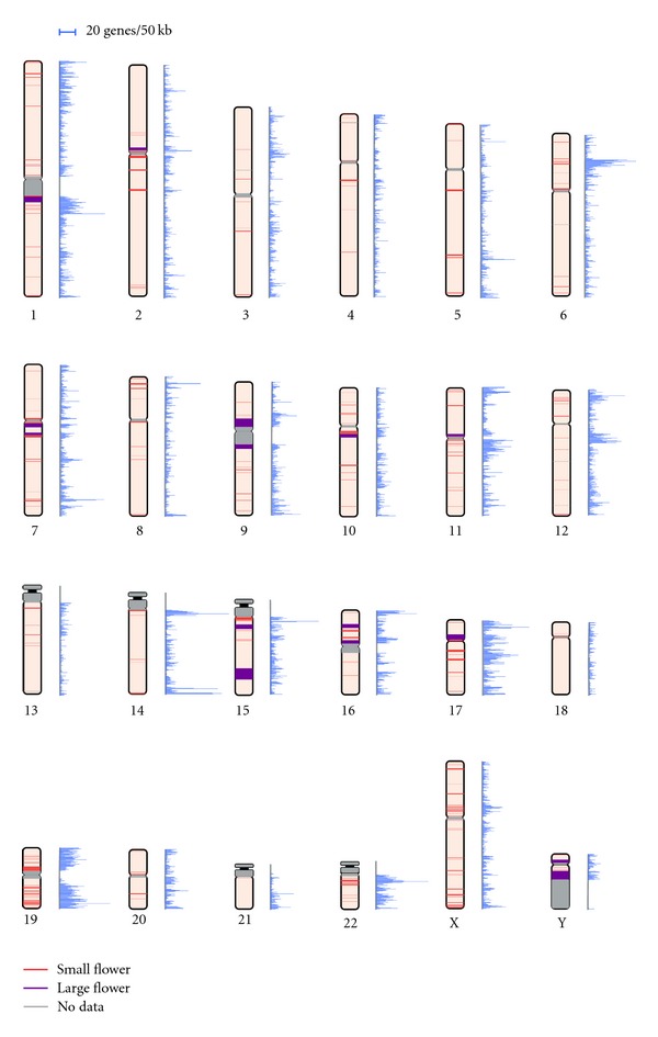 Genomic structure and evolution of multigene families: "flowers" on the human genome.