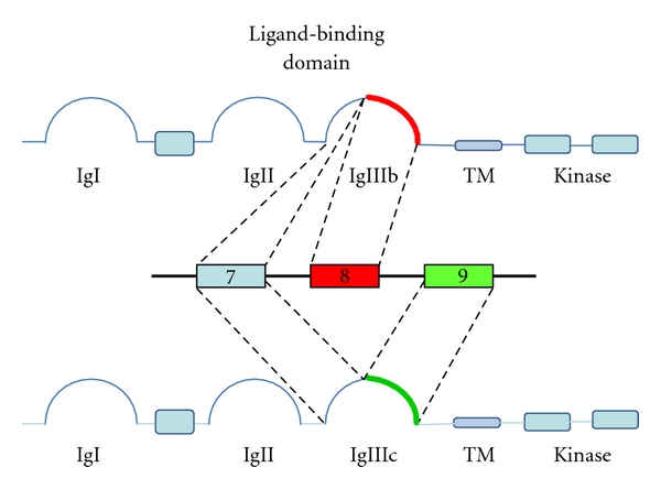 Alternative Splicing of Fibroblast Growth Factor Receptor IgIII Loops in Cancer.