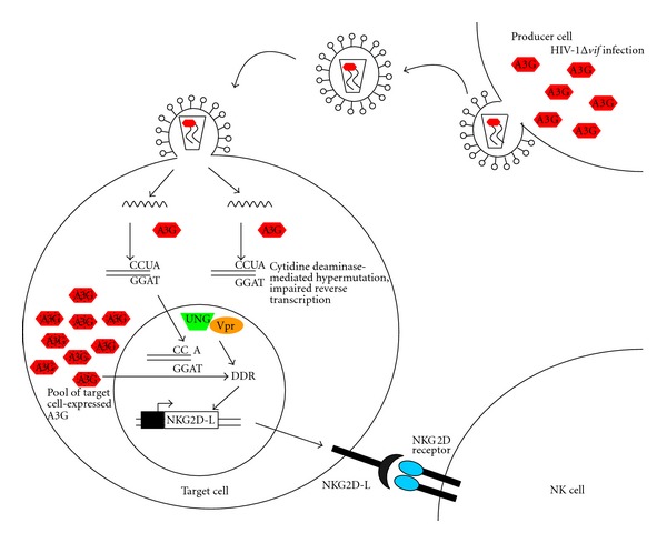 APOBEC3 versus Retroviruses, Immunity versus Invasion: Clash of the Titans.