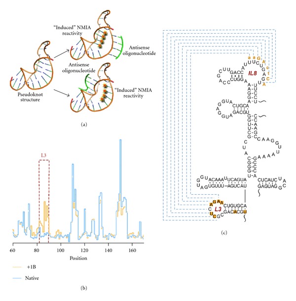 Probing Retroviral and Retrotransposon Genome Structures: The "SHAPE" of Things to Come.