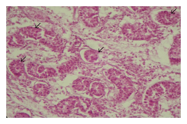 Changes in the Seminiferous Epithelium of the Testes during Postnatal Development in Assam Goat.