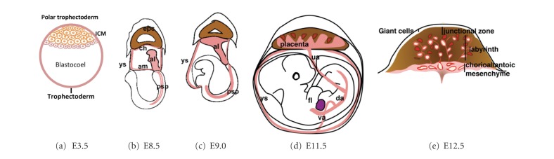 Hematopoietic stem cell development, niches, and signaling pathways.