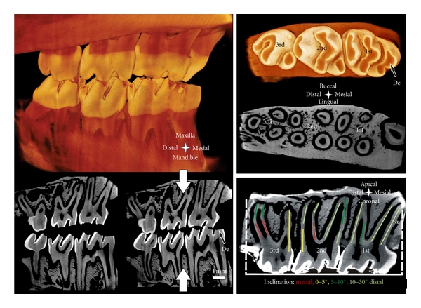 Imaging an adapted dentoalveolar complex.