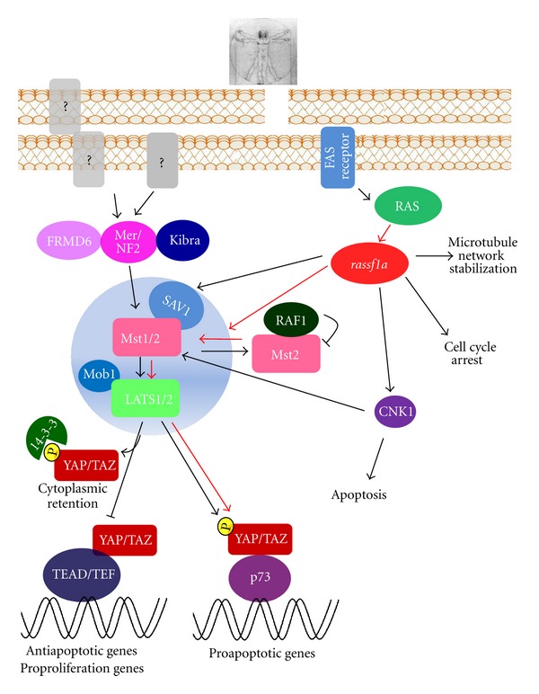 Hippo and rassf1a Pathways: A Growing Affair.