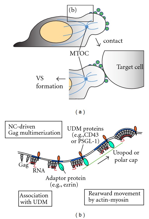 Dynamic Association between HIV-1 Gag and Membrane Domains.