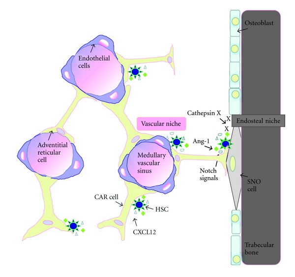 Hematopoietic stem cell development, niches, and signaling pathways.