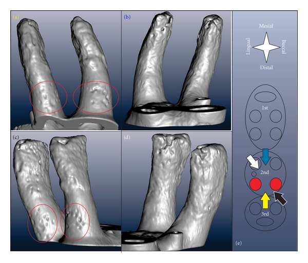Imaging an adapted dentoalveolar complex.