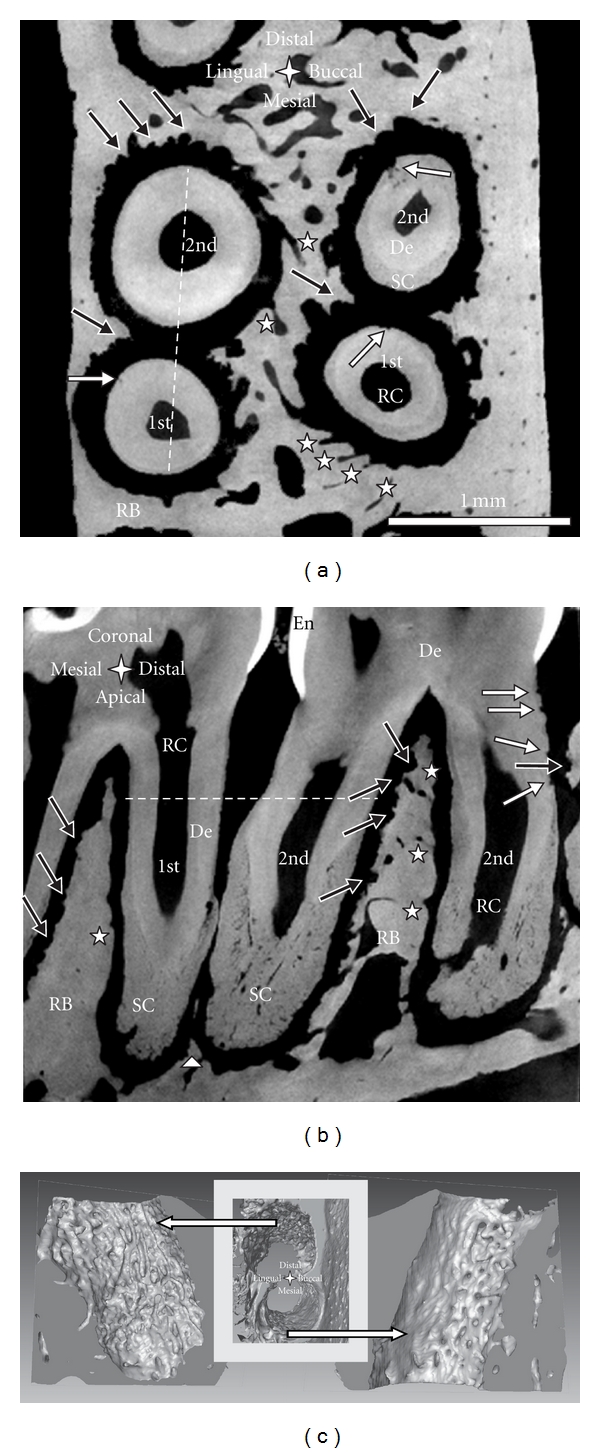 Imaging an adapted dentoalveolar complex.