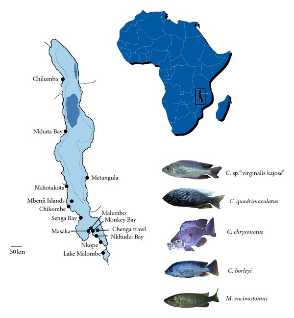 Extensive Introgression among Ancestral mtDNA Lineages: Phylogenetic Relationships of the Utaka within the Lake Malawi Cichlid Flock.