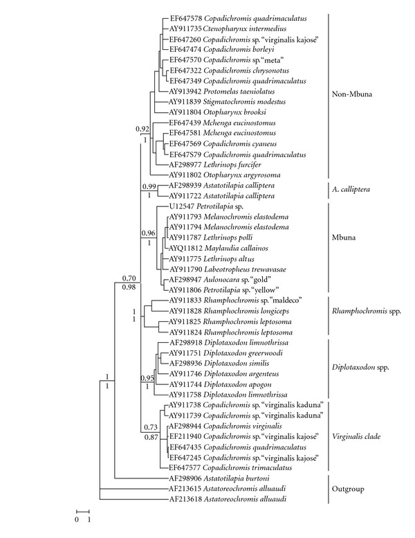 Extensive Introgression among Ancestral mtDNA Lineages: Phylogenetic Relationships of the Utaka within the Lake Malawi Cichlid Flock.