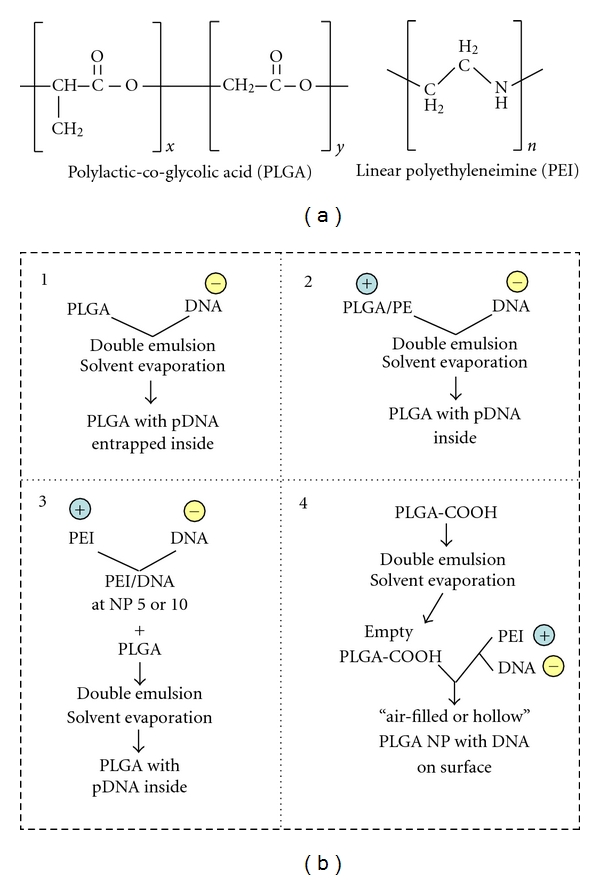 PLGA Nanoparticles for Ultrasound-Mediated Gene Delivery to Solid Tumors.