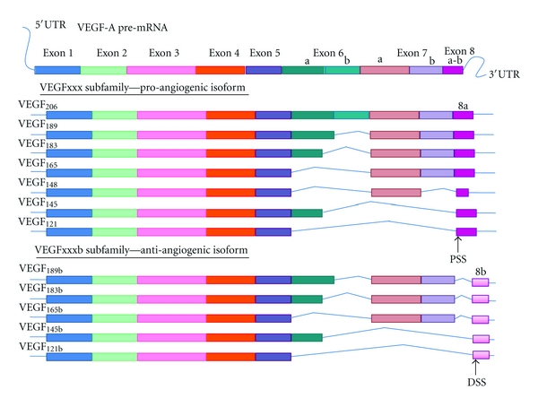 VEGF spliced variants: possible role of anti-angiogenesis therapy.