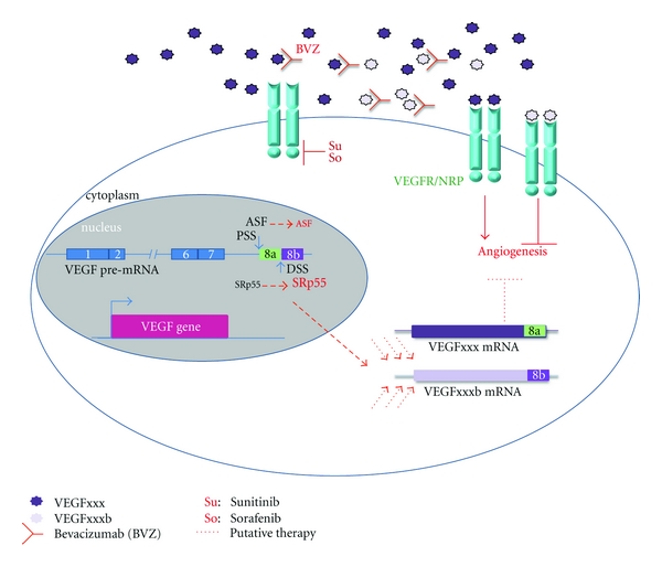 VEGF spliced variants: possible role of anti-angiogenesis therapy.