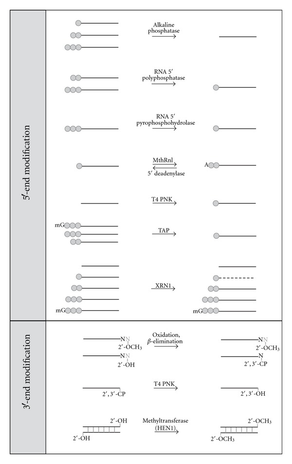 Small RNA expression profiling by high-throughput sequencing: implications of enzymatic manipulation.