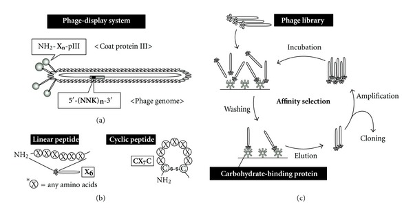 Potential of peptides as inhibitors and mimotopes: selection of carbohydrate-mimetic peptides from phage display libraries.