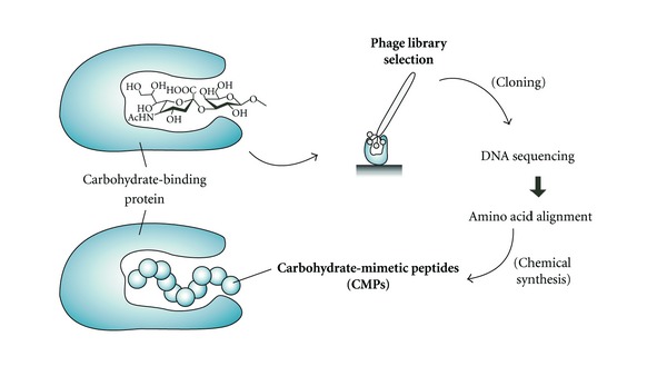 Potential of peptides as inhibitors and mimotopes: selection of carbohydrate-mimetic peptides from phage display libraries.