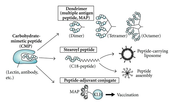 Potential of peptides as inhibitors and mimotopes: selection of carbohydrate-mimetic peptides from phage display libraries.